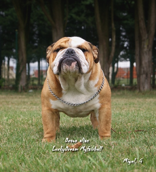 Myfairbull Luckydream